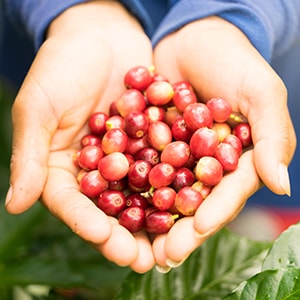 Coffee Fruit High In Antioxidants