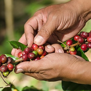 Man Hand Picking Coffee