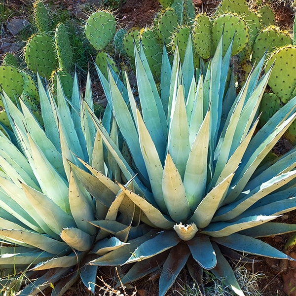 Blue Agave