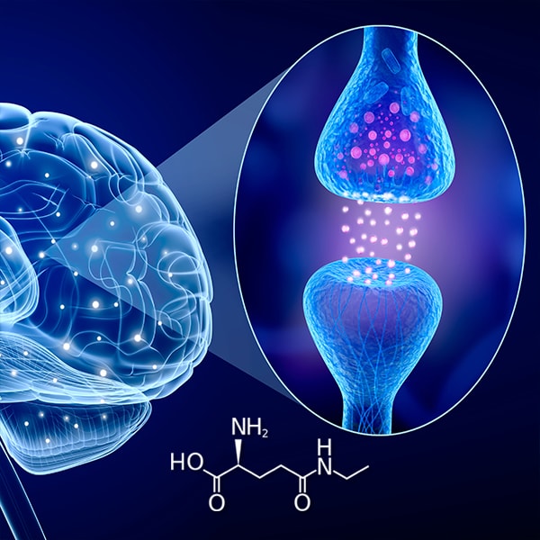 L-Theanine Working In Brain L-Theanine Working In Brain
