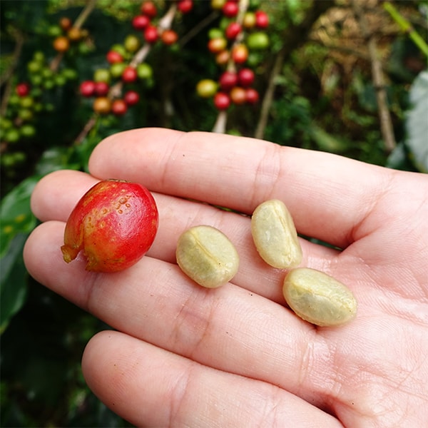 Coffee Fruit Separated From Bean