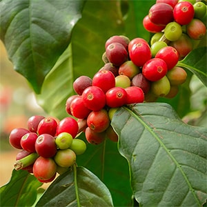 Coffee Fruit