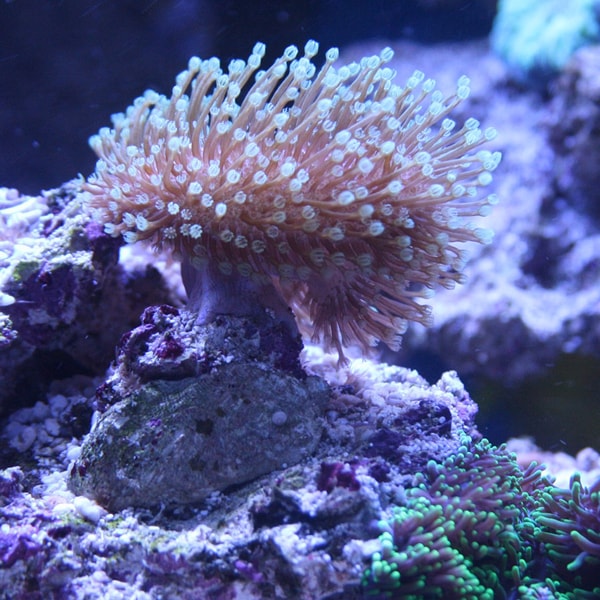 Living Coral Polyps Living Coral Polyps